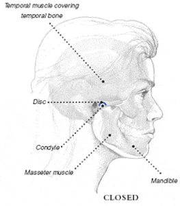 temporomandibular joint